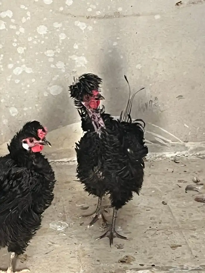 طقم مفتل ديك و 3 دجاج 3