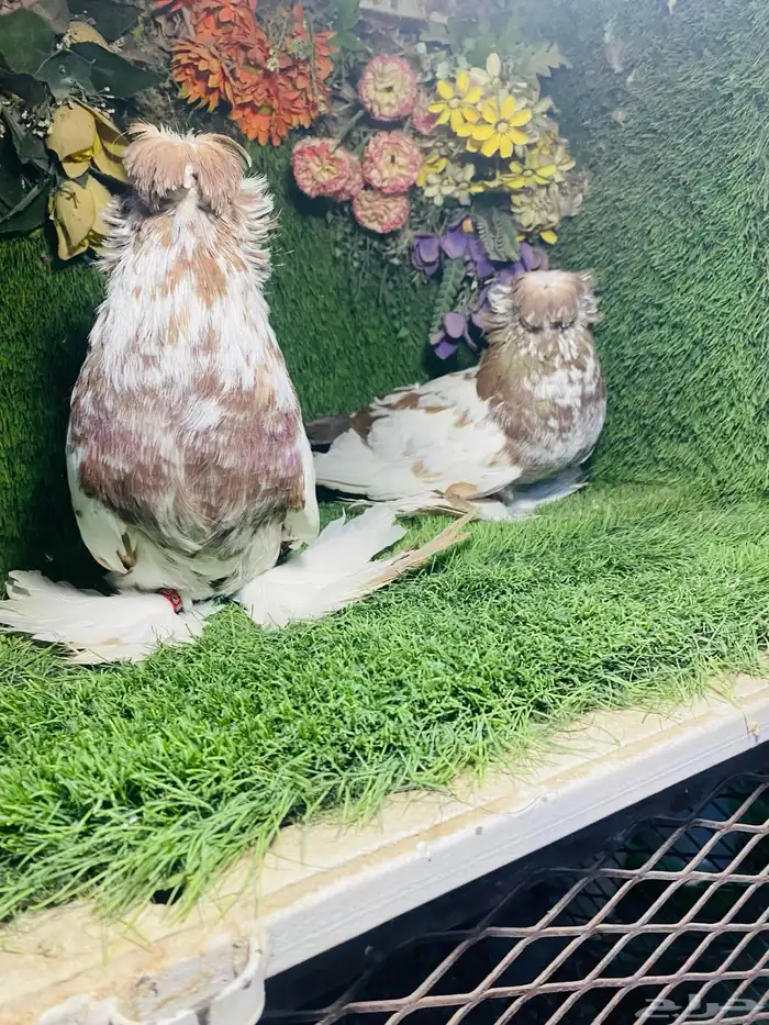 للبيع طبه بخاره اخر 3 ريش 8