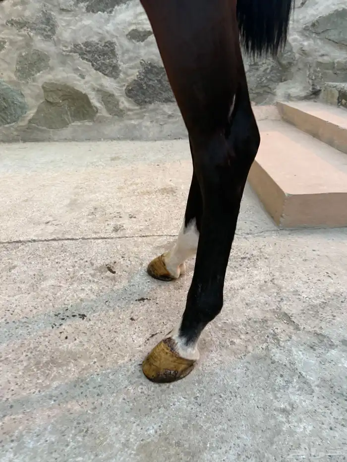 حصان انقليزي 4