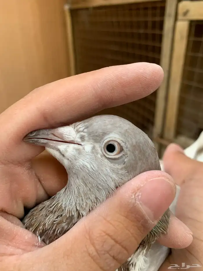 اساسات حمام باكستاني 15