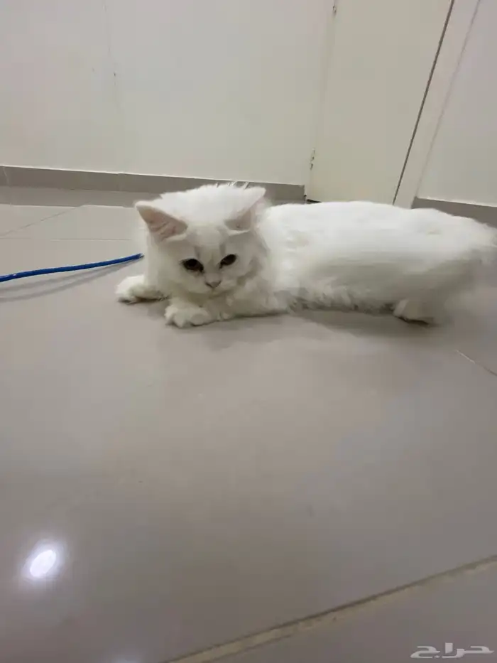 قطه التبني 1