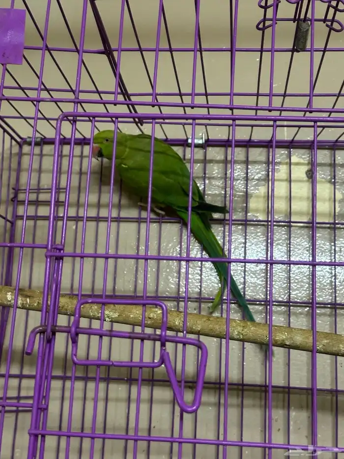 بغبغاء 3