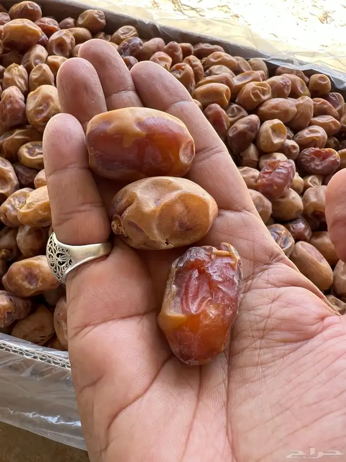 تمر خلاص اشقر فله 11 طن انتاج 2025 10