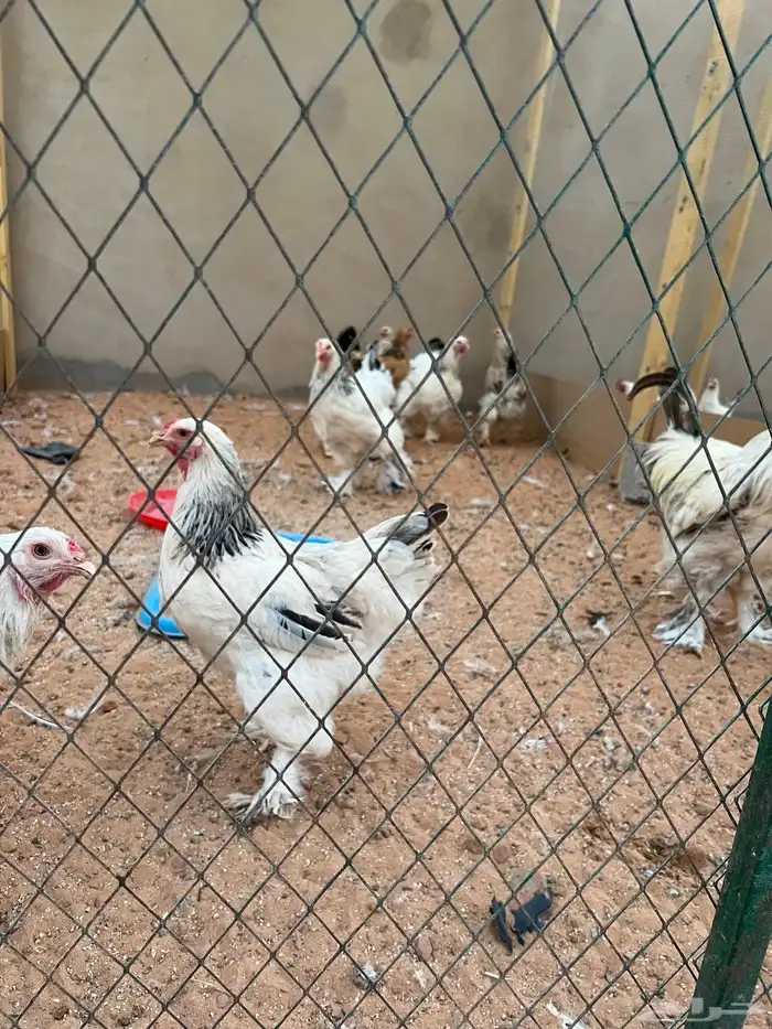 دجاج برهما بياض 0