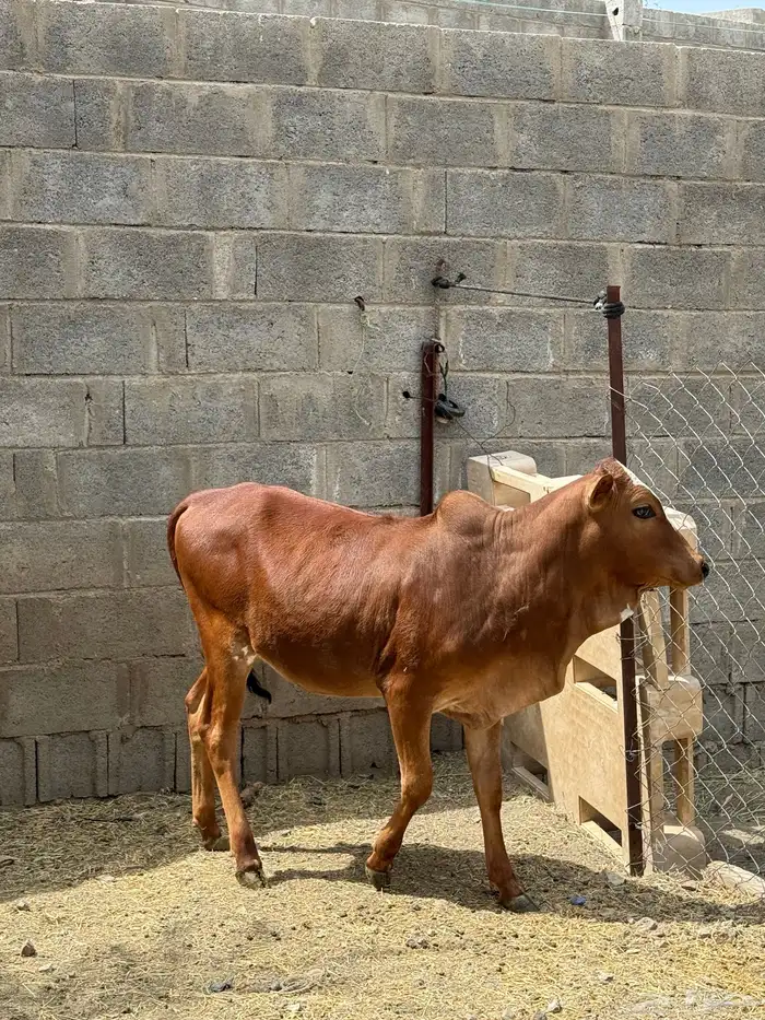 حسيله بلدي 1