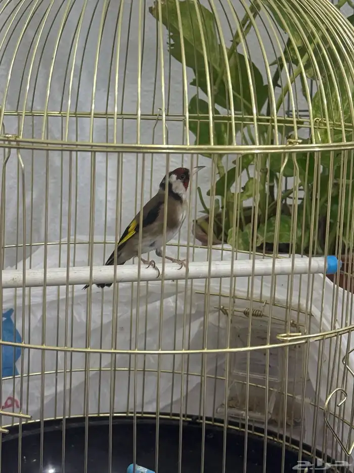 عصفور حسون ذكر للبيع 0