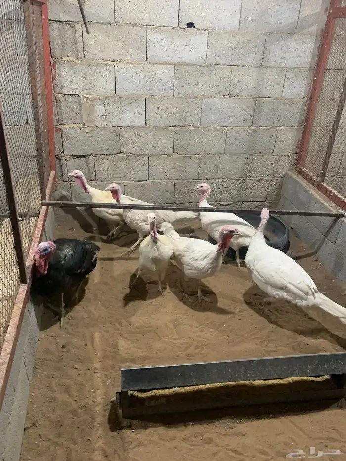 دجاج رومي بياض 5