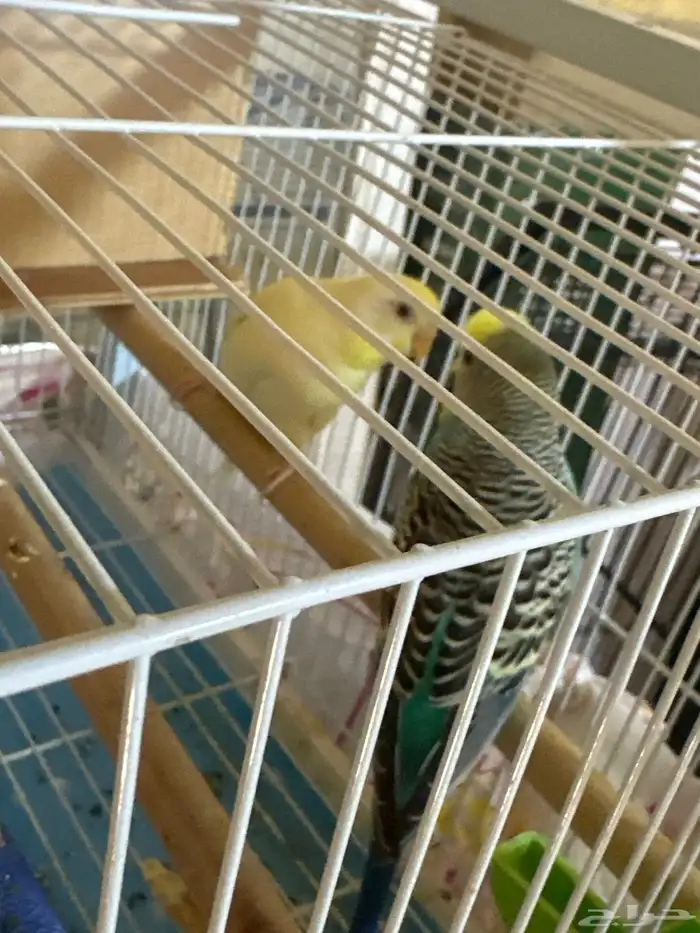 طيور 1