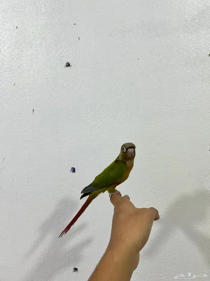 كنيور سيلمون 5