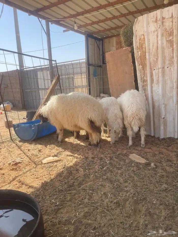 رخال للبيع 2 حريات 2 نعيم 2