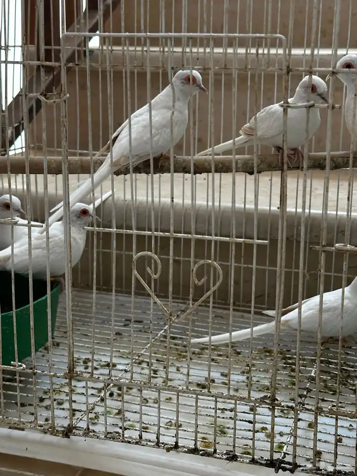 ماسي سنو وايت 0