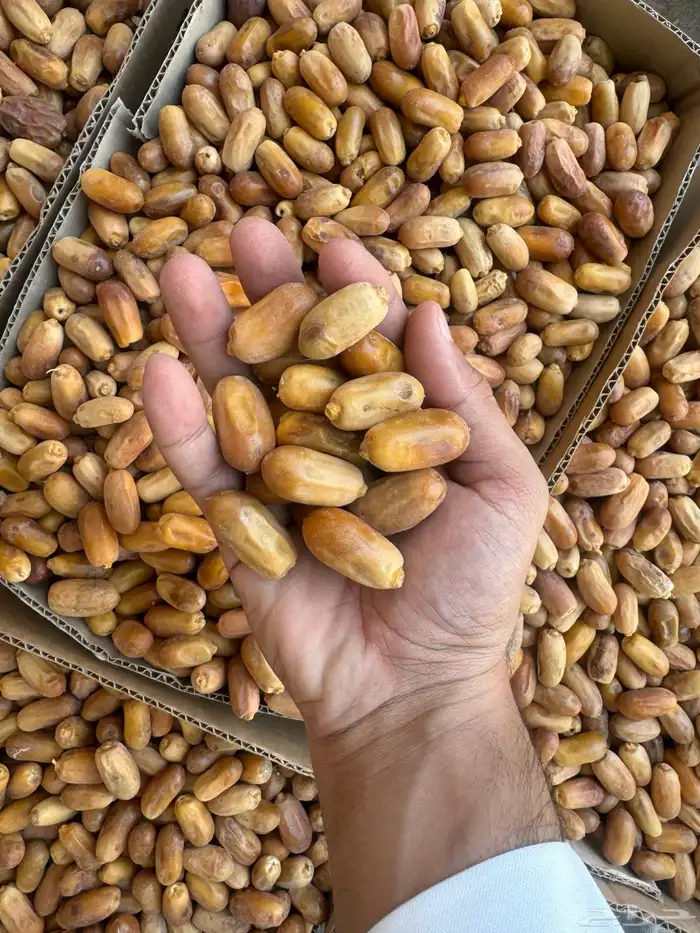 تمر نجران كفو 1