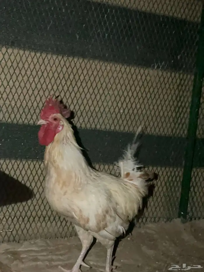 للبيع ديك عربي 1