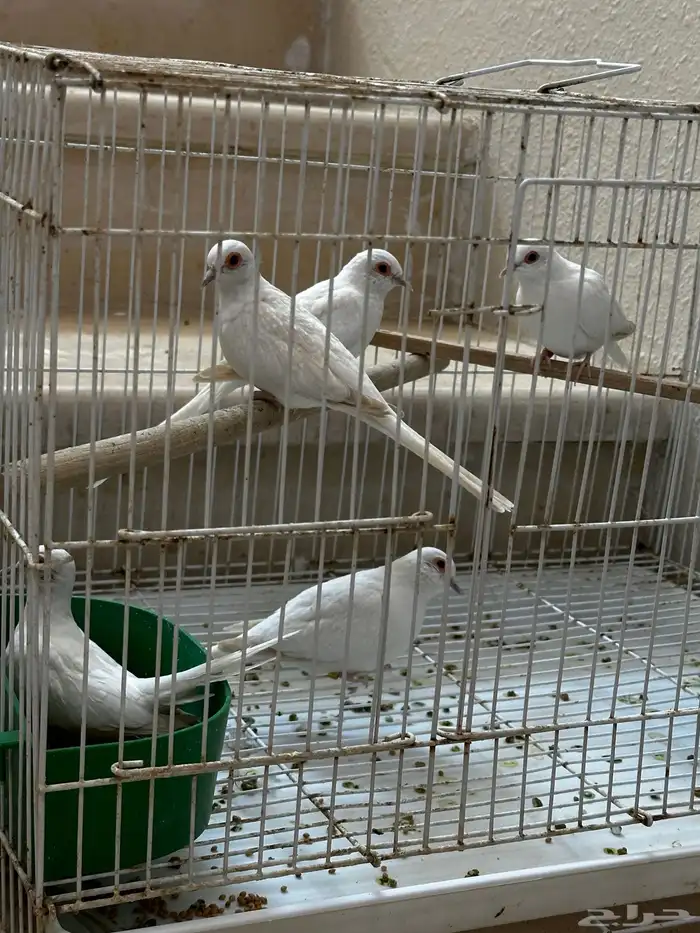 ماسي سنو وايت 1