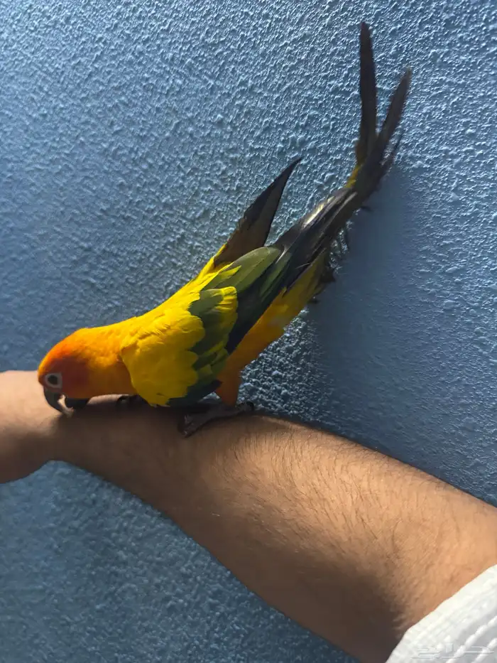 صن كنيور أليف المسمى بالشمسي لون جميل 1