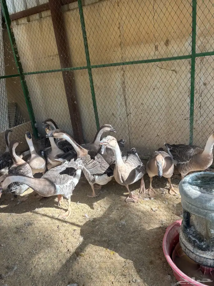 وز عراقي كوبراء بيور صافي منتج وانتاجه معه 5