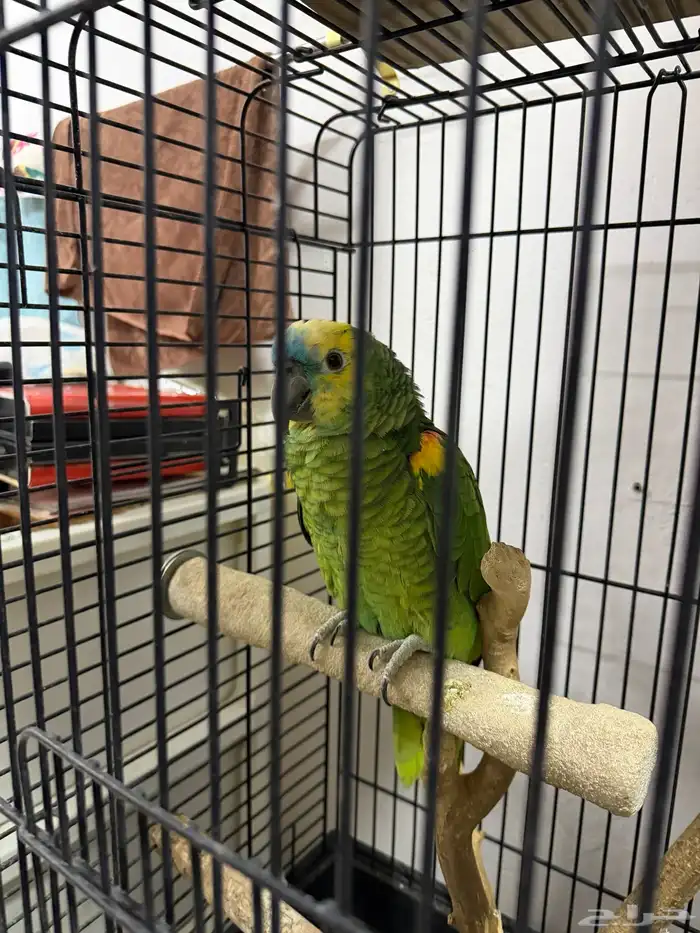 ببغاء امزوني وكروان 0