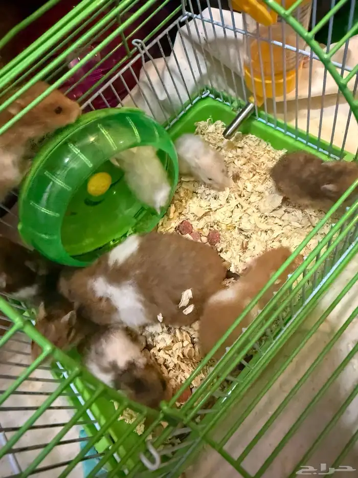 هامسترات 2