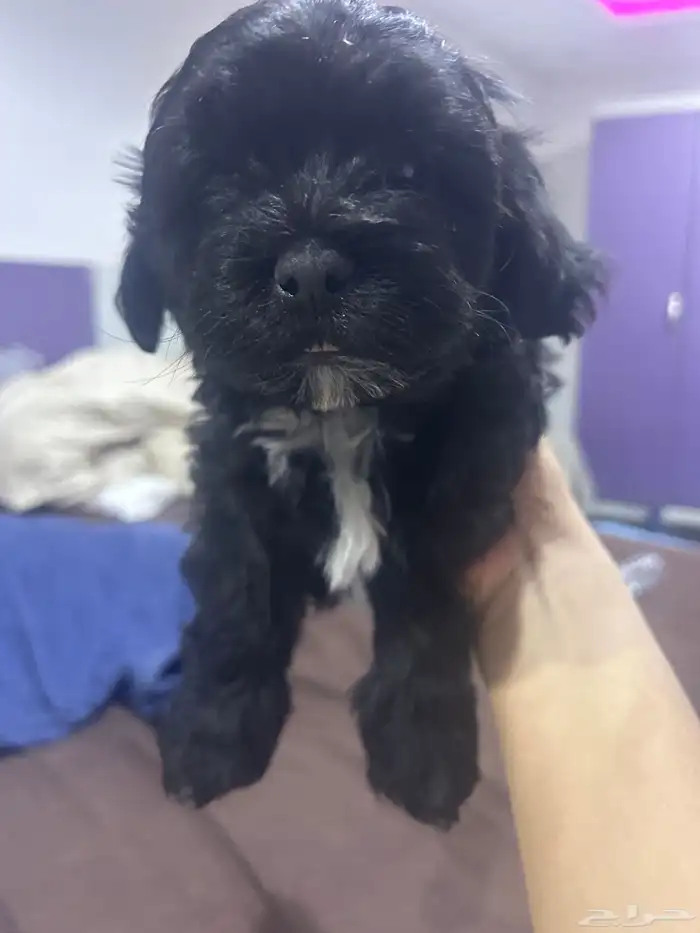 جراوي توي بودل مستوى حلو و احجام حلوه 5