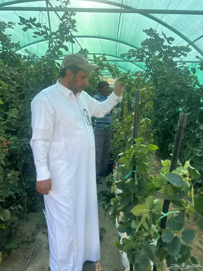 شتلات توت بلاك بيري للبيع 3