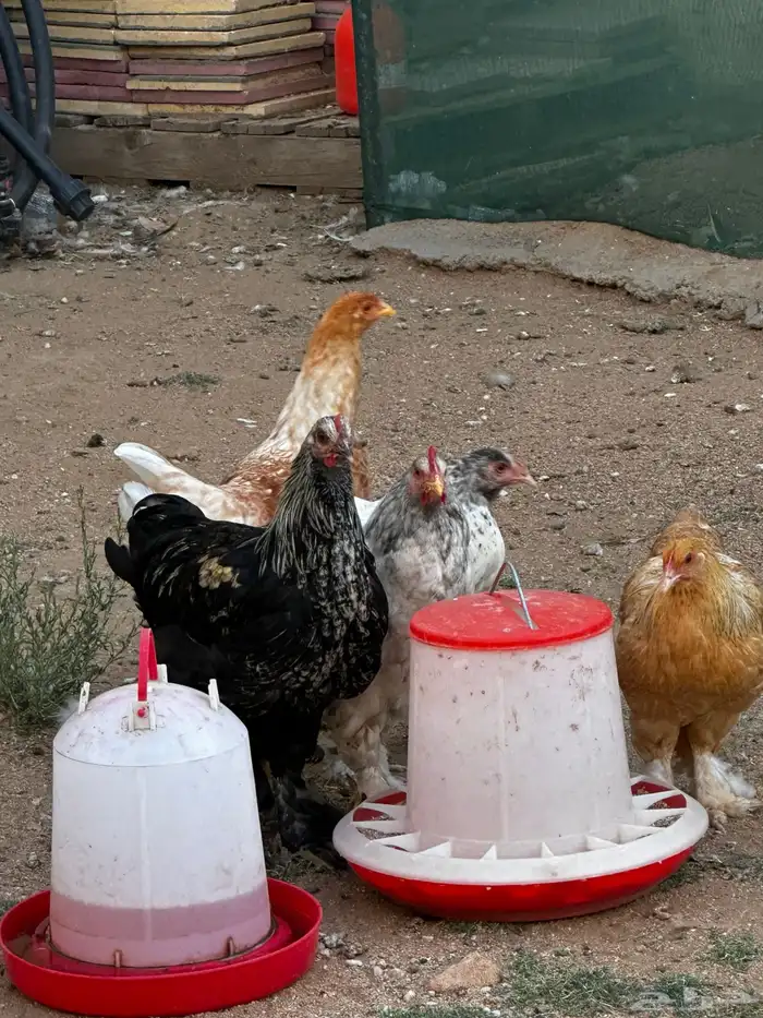 دجاج ابراهما 2