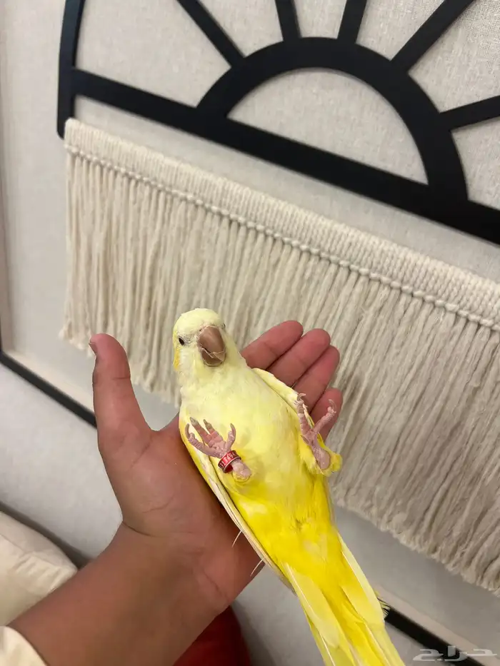 كويكر لاتينو الليف حمامه وهدد متكلم رقيص 1