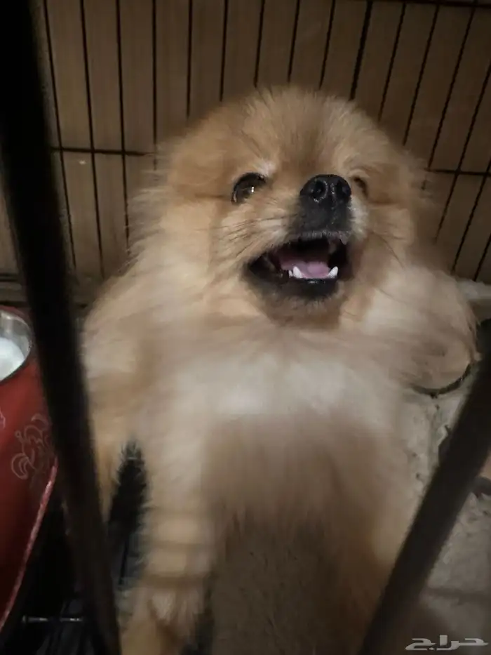 كلب بومرينيان 3