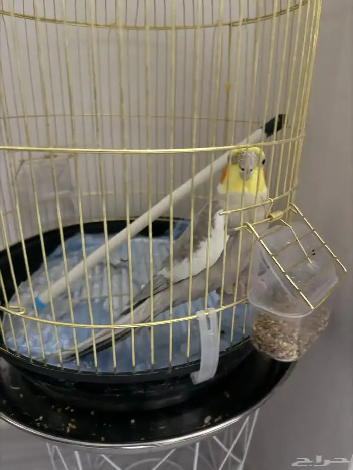 ببغاء امزوني وكروان 3