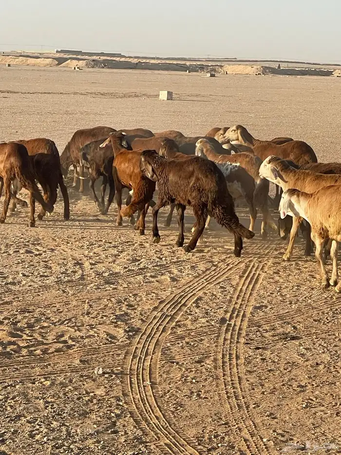 سواكني حمري تربيه 1