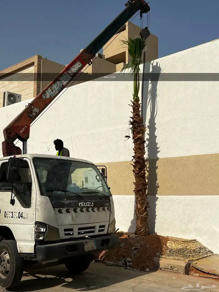 نخل واشنطي أمريكي زينه زراعه 2
