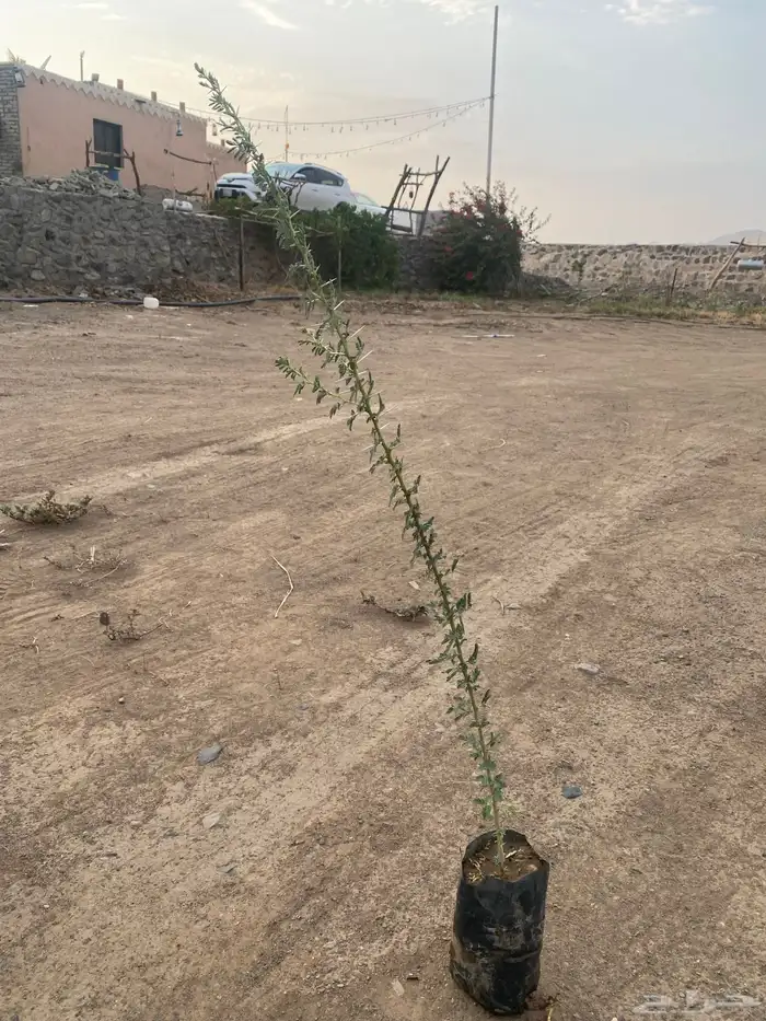 شتلات طلح نجدي 0