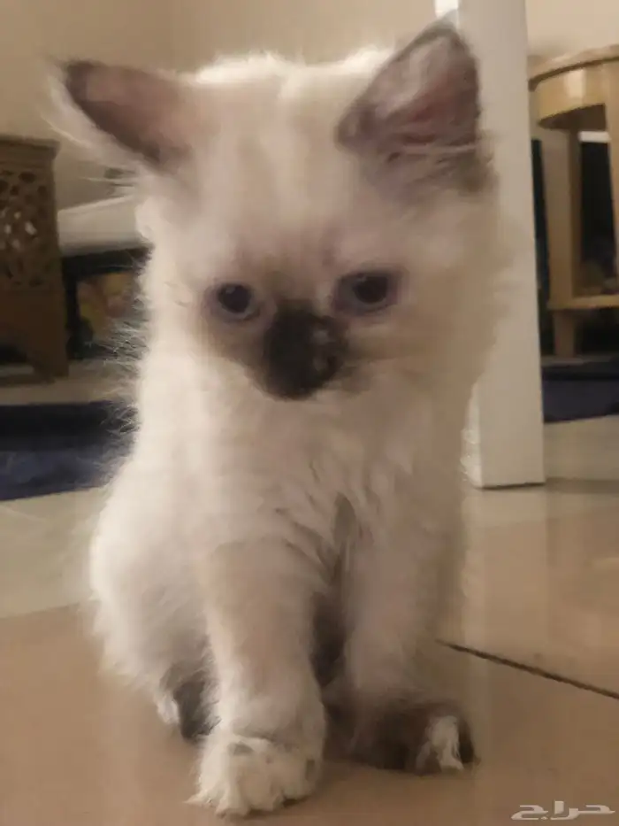 قطط هملايا 3