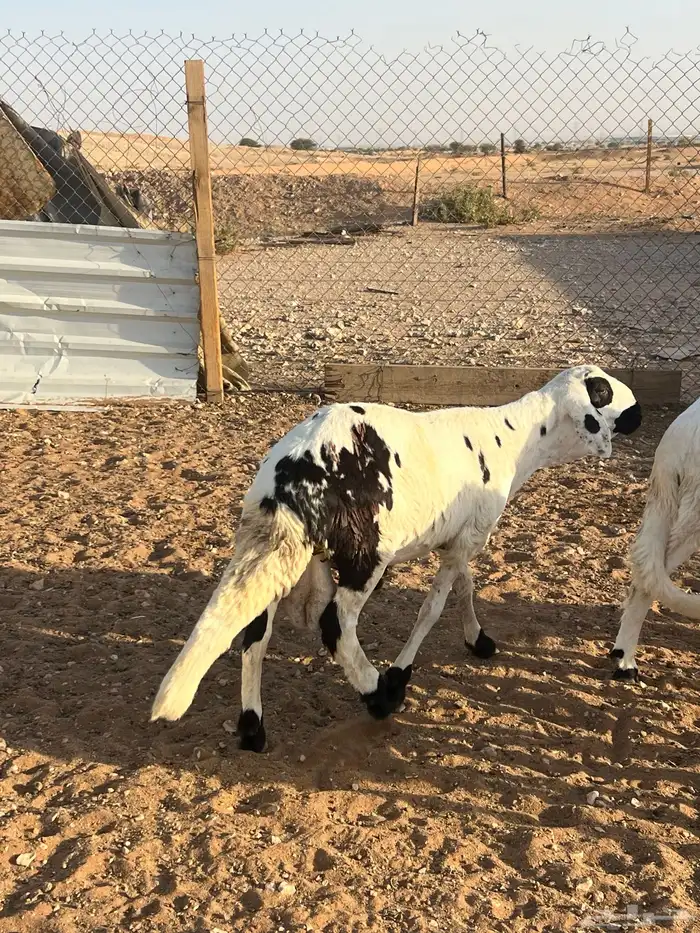 خرفان سواكن مرابي الجوده باللحم والطعم 8