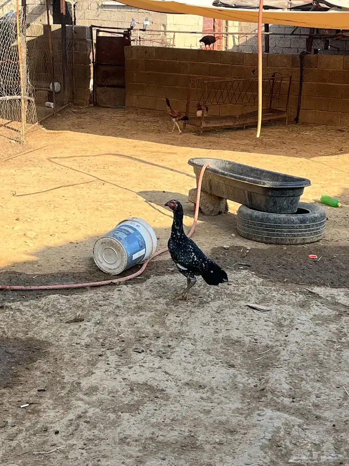 انثى سندي يبور صافي 1