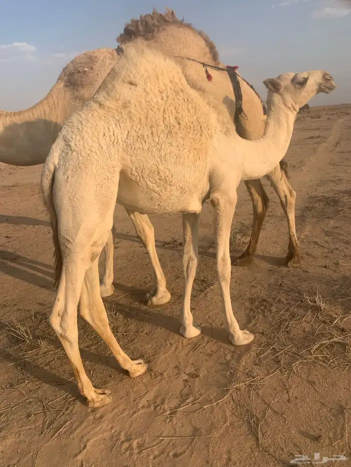 بكره للبيع بريه 0