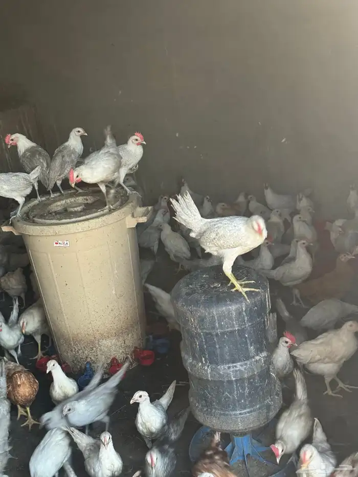 صوص دجاج فيومي و المنيوم 2