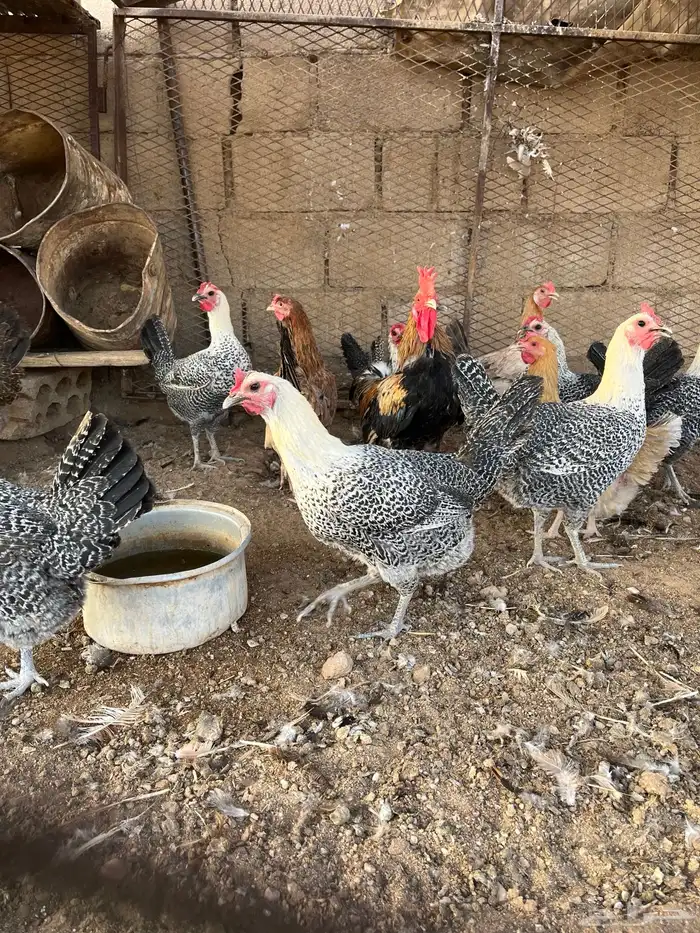 دجاج 0