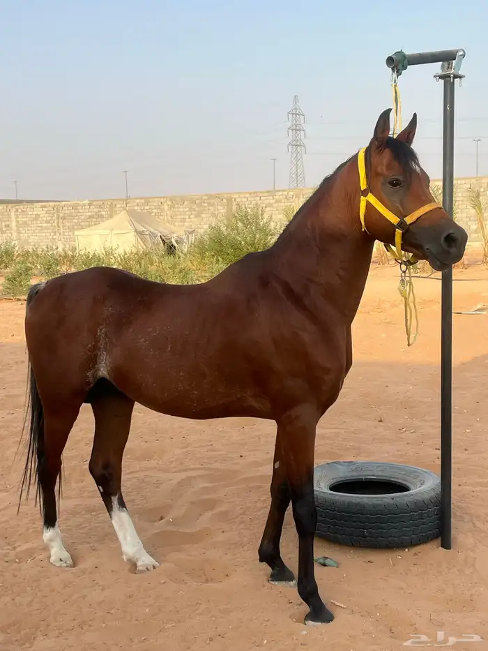 حصان للبيع 1