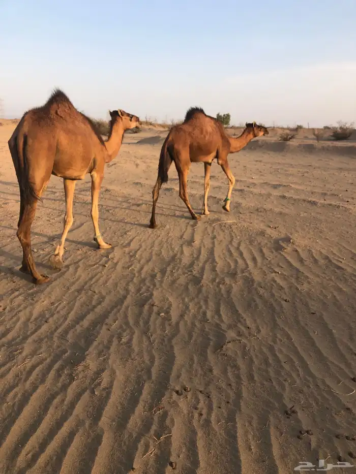 بكار سواحل حمر بكره جذعه وحده لقيه 2