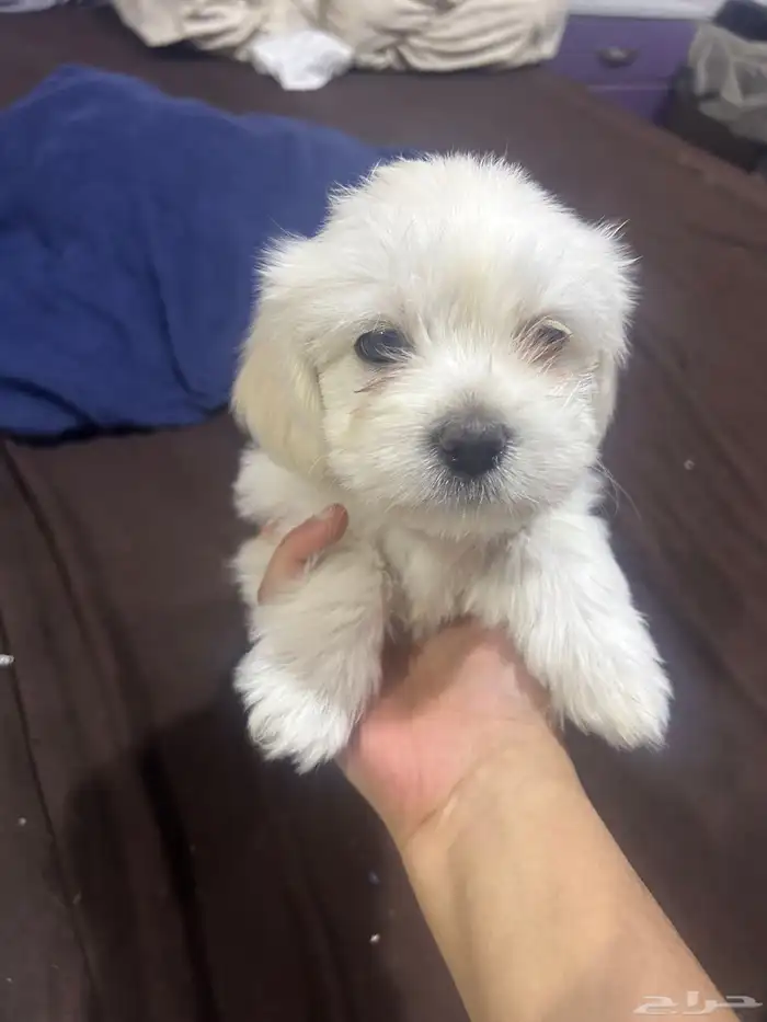 جراوي توي بودل مستوى حلو و احجام حلوه 0