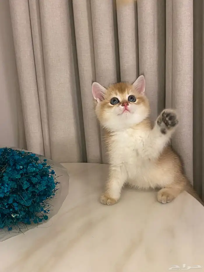 قطط للبيع 15