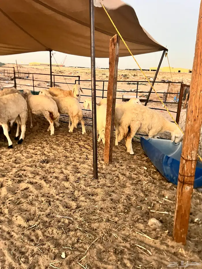 خرافه حريات 0