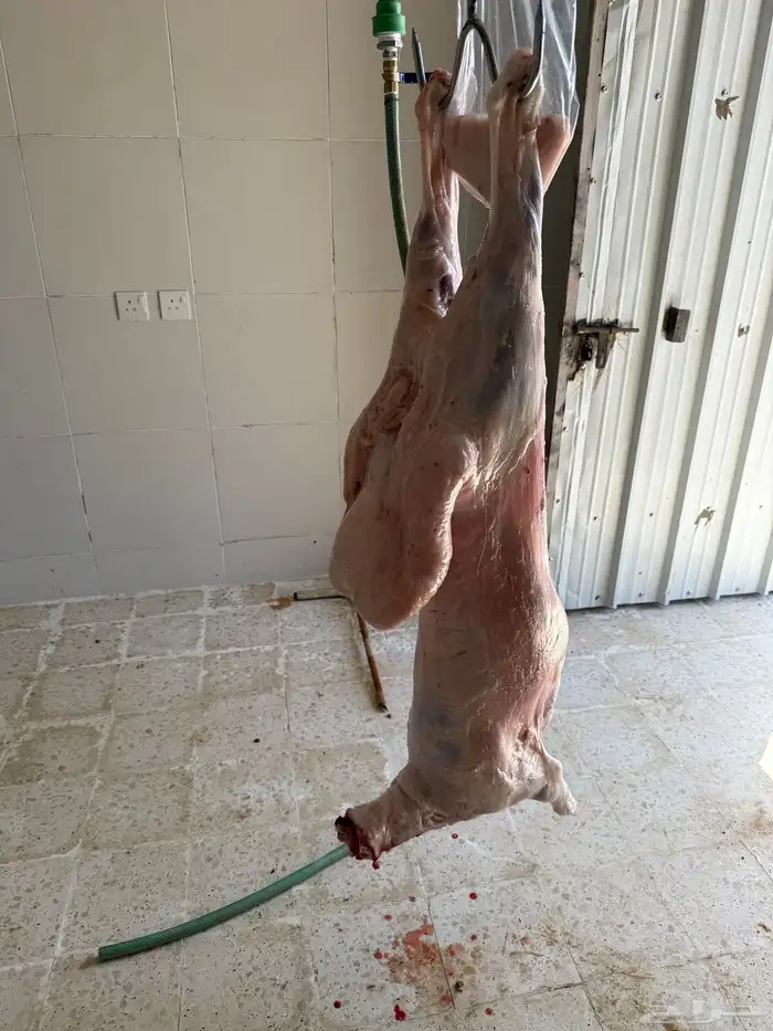 نعيم جبر وهرفي 10