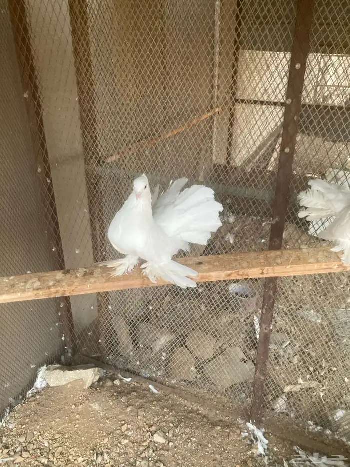 جوز حمام رقاص 1