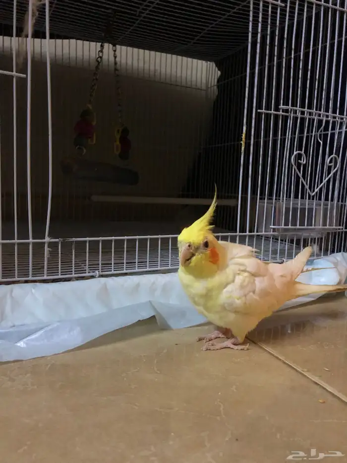 طير كروان لا تينو اليف وطيران عندو مرا حلو العمر خمس اشهر 2