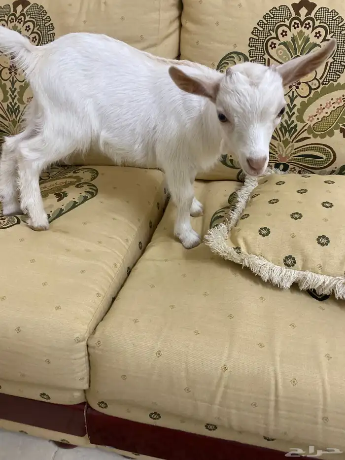 ماعز قزم تيس قزمي 3