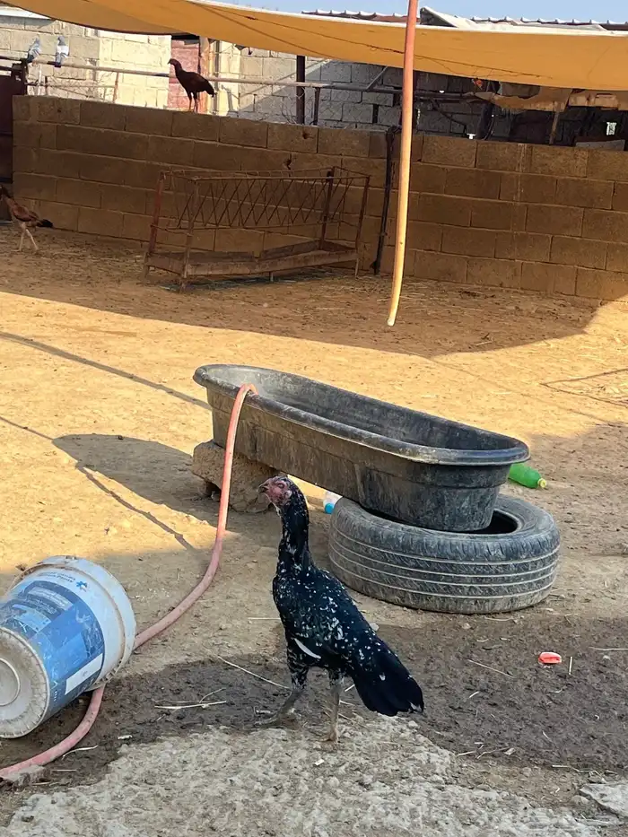 انثى سندي يبور صافي 0