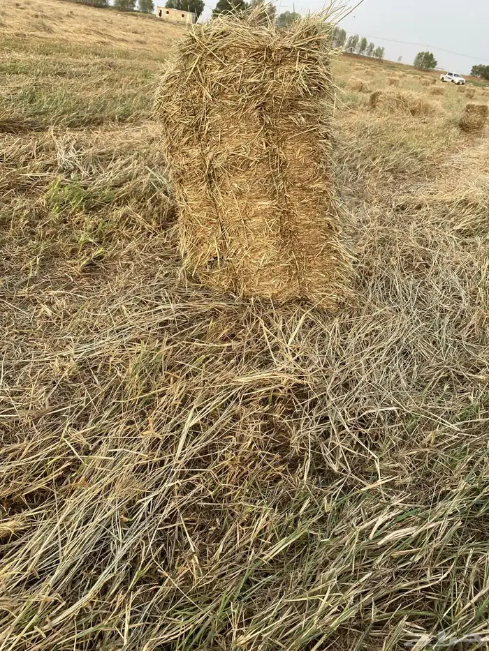 علف ر 1