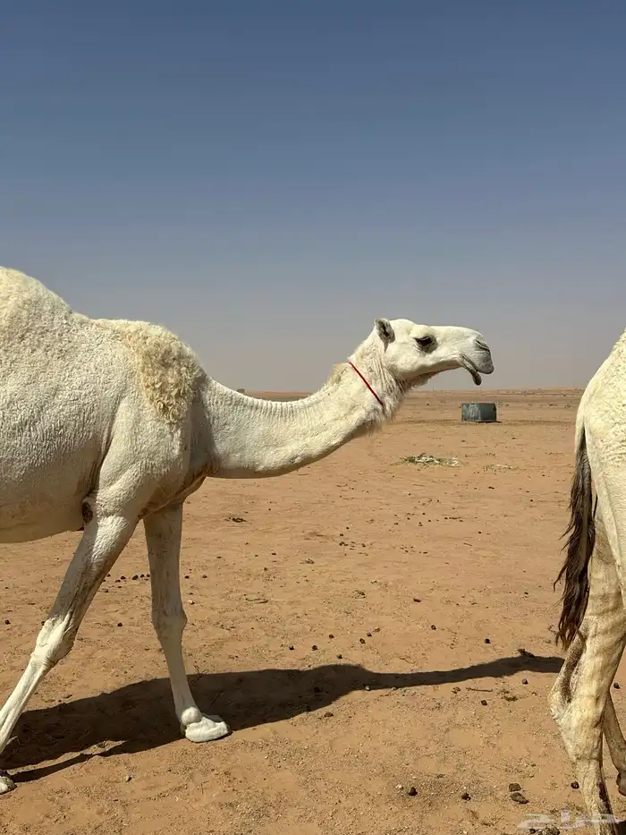 ناقه كفو لقحه 2