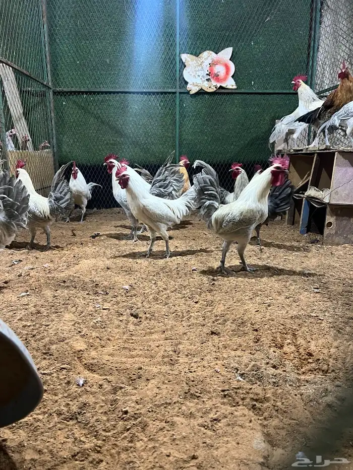 حبش وديوك ودجاج 2